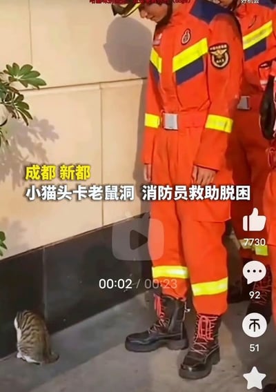 图片展示了一只小猫把头卡进了老鼠洞里无法拔出，消防员到场救助，小猫一脸无助，场面搞笑又暖心。消防员穿着鲜艳的制服注视着小猫，正准备救援。配有显眼的新闻播报文字，旁边则有短视频应用的点赞评论界面，凸显这是来自短视频平台记实内容。画面有典型的“动物犯蠢+人类救助”的网络趣味气质，没有明显谐音或暗示，多以萌和反差为主。