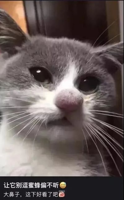 图片为一只灰白相间的猫咪特写，猫咪的鼻子明显肿胀呈粉红色，双眼睁大向上看，表情委屈又无辜。图片下方配有文字：'让它别逗蜜蜂偏不听 😂 大鼻子，这下好看了吧 😂'，暗示猫咪因逗弄蜜蜂被蜇后鼻子变肿，整体场景幽默可爱，展现了宠物调皮后的有趣后果。