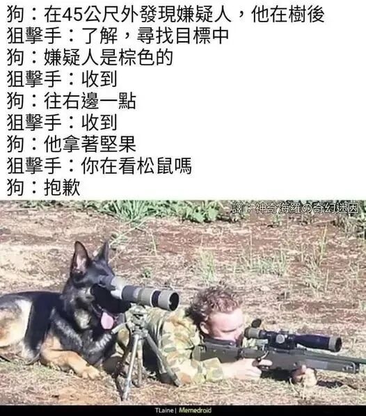 军事工作犬