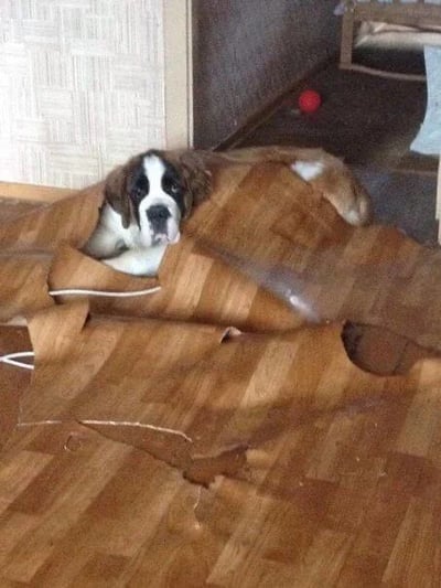 一只圣伯纳犬躺在被撕碎的棕色地板覆盖物中，周围散落着破碎的材料。狗狗有着黑白相间的脸部，眼神无辜地望向镜头，仿佛在装傻。背景可见木质地板、带有纹理的墙纸、角落里的红色玩具球和部分家具。整个场景呈现出宠物拆家后的经典画面，既搞笑又让人无奈。