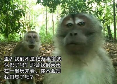 图片中展示了两只猴子在森林环境中的场景，前景猴子表情严肃地直视镜头，背景猴子稍显惊讶地望向同一方向。画面左下角配有文字：“歪？我们不是18万年前就认识了吗？那会我们天天在一起玩来着，你不会把我们忘了吧？”，通过拟人化的对话幽默地调侃“远古相识”的概念，营造出老友重逢般的戏谑氛围。