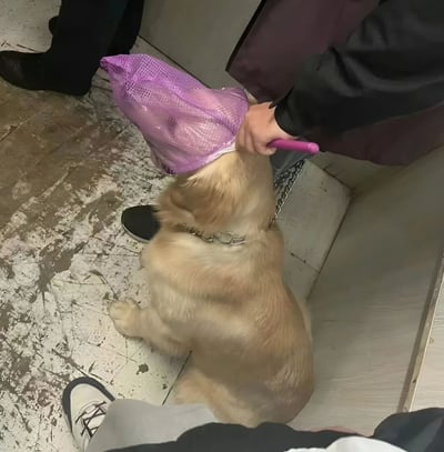 一只金毛犬坐在铺着瓷砖的地面上，有人正用粉色工具将一个紫色网袋戴在它的头上。狗狗看起来很平静，周围能看到几个人的脚，推测是在宠物美容店或类似场所。画面充满生活气息和一丝幽默感，展现了宠物日常护理的有趣场景。