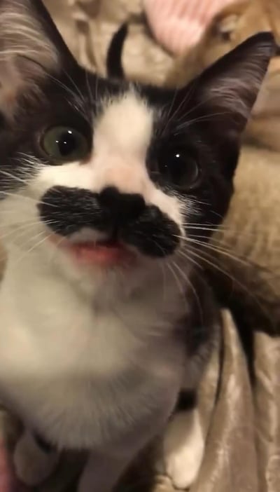 这是一只黑白配色的奶牛猫，脸部的黑色毛发在鼻子下方形成了酷似小胡子的形状，猫咪睁着圆溜溜的大眼睛，眼神满是惊讶，看起来呆萌又滑稽，仿佛正被什么事物所震撼，背景是柔软的织物表面，大概率是沙发或毯子。图中没有双关、谐音梗或暗示内容。