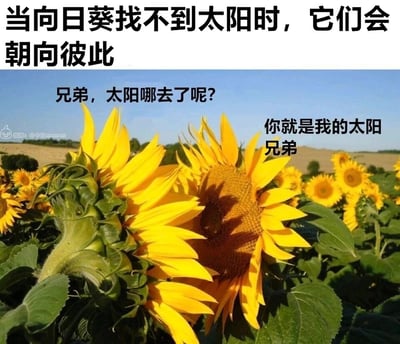 这是一张经过文字改编的向日葵田实拍照片，画面主体是两株彼此朝向对方的向日葵，背景是一片盛放的向日葵花田与晴朗的蓝天。图片顶部配有主题文字“当向日葵找不到太阳时，它们会朝向彼此”，同时为两株向日葵添加了拟人化的对话：左侧向日葵旁的文字是“兄弟，太阳哪去了呢？”，右侧向日葵旁的文字是“你就是我的太阳 兄弟”。通过将向日葵拟人化，赋予它们友情的情感内核，传递出在失去方向时，身边的同伴就是彼此的依靠与精神支撑的暖心治愈感。图片左下角带有水印“微博：@今日memes”。