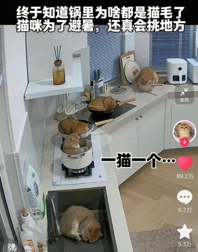 这是一张搞笑猫梗图，画面里有多只橘猫睡在厨房的各种锅碗瓢盆和水槽里，每只猫都“占领”了一个容器。上方配文：“终于知道锅里为啥都是猫毛了，猫咪为了避暑，还真会挑地方”。下方又有字幕“一猫一个……”，暗示每个容器配一只猫，画面非常有趣，充满中式厨房生活氛围，且有“猫锅梗”双关意味。

双关梗：锅里都是猫——现实是猫喜欢钻锅里，夸张成勺锅专属‘猫窝’；“猫毛”也双关指清理锅时常见的猫毛。