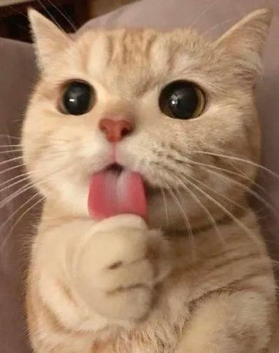 这是一张原始拍摄的萌宠照片，主体是一只浅橘色的英国短毛猫，它睁着圆溜溜的黑眼睛，吐出粉色的舌头，一只爪子抬在下巴位置，神态软萌可爱，画面治愈感拉满，常被用作表达可爱、撒娇情绪的表情包素材。