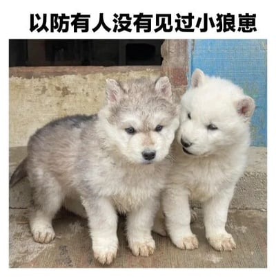 图片中展示了两只可爱的小狼崽，一只毛色呈灰白色，另一只为纯白色，它们毛茸茸的身体紧紧依偎在一起，坐在铺着水泥的地面上。背景是一面有些斑驳的墙和一扇蓝色的门，整体场景充满乡村气息。图片顶部配有文字“以防有人没有见过小狼崽”，旨在分享小狼崽的萌态，让更多人看到它们的可爱模样。画面温馨治愈，两只小狼崽眼神呆萌，姿态亲昵，尽显纯真无邪。