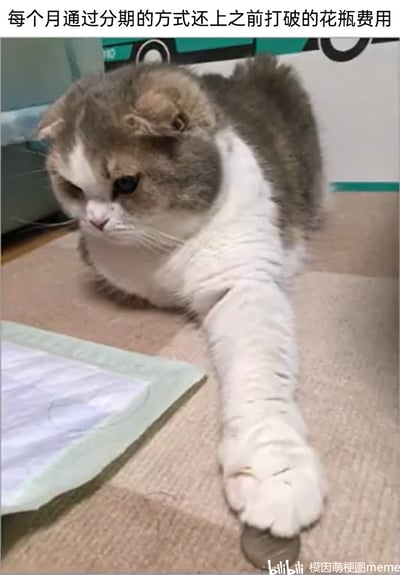 这是一张趣味宠物梗图，图中主体是一只苏格兰折耳猫，它的一只前爪缠着绷带，神情低落委屈，爪子按着一枚硬币，仿佛在支付费用。图片上方配有文字“每个月通过分期的方式还上之前打破的花瓶费用”，采用拟人化的创作手法，将猫咪犯错后的行为类比人类分期还债的场景，用猫咪的可爱模样和“被迫还债”的可怜设定形成反差萌，营造出滑稽又让人忍俊不禁的搞笑氛围，把宠物的调皮行为赋予人类社会的经济行为设定，放大了趣味感。