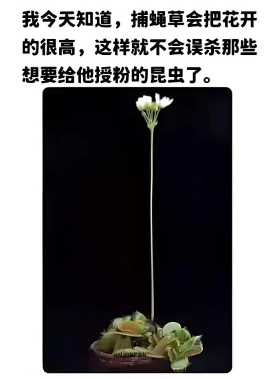 图片上方为黑色文字说明：'我今天知道，捕蝇草会把花开的很高，这样就不会误杀那些想要给他授粉的昆虫了。' 下方是一张捕蝇草的实拍照片，黑色背景下，底部花盆中生长着捕蝇草的绿色捕虫夹叶片，而一根细长的花茎从叶片中央高高伸出，顶部绽放着几朵白色的小花，直观展示了文字所描述的植物特性，即通过高花茎避免捕食授粉昆虫。