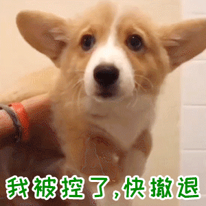 柯基被控制表情包：快撤退！