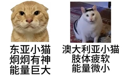 这是一张左右对比形式的趣味梗图，左侧为一只神态精神的黄色折耳猫，搭配文字“东亚小猫 炯炯有神 能量巨大”，右侧为一只看起来精神萎靡的黑白奶牛猫，搭配文字“澳大利亚小猫 肢体疲软 能量微小”，通过两种猫咪截然不同的状态形成强烈反差，制造搞笑玩梗的效果，属于网络流行的猫咪表情包创作。