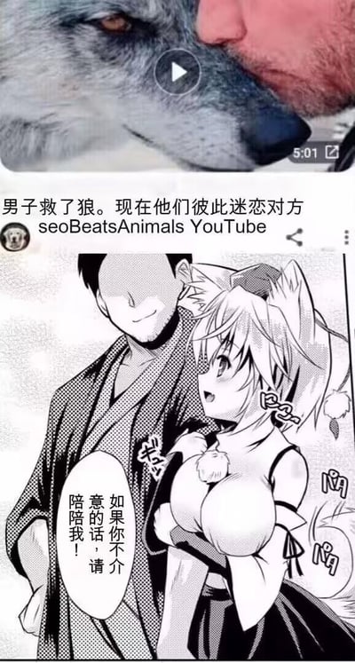 图片分为上下两部分，上方是YouTube平台的视频截图，展示了真实场景中一名男子与狼亲昵贴脸的画面，配文说明男子曾救过这只狼，如今二者彼此迷恋；下方是二次元黑白漫画，将现实中的狼拟人化为有着狼耳、狼尾的兽耳娘角色，她带着期待的神情向男子发出邀约：“如果你不介意的话，请陪陪我！”。这张图通过将真实的人狼情谊转化为二次元的浪漫邀约场景，用拟人化的方式玩梗，营造出温馨又带有二次元浪漫感的效果，不存在双关、谐音梗等内容。