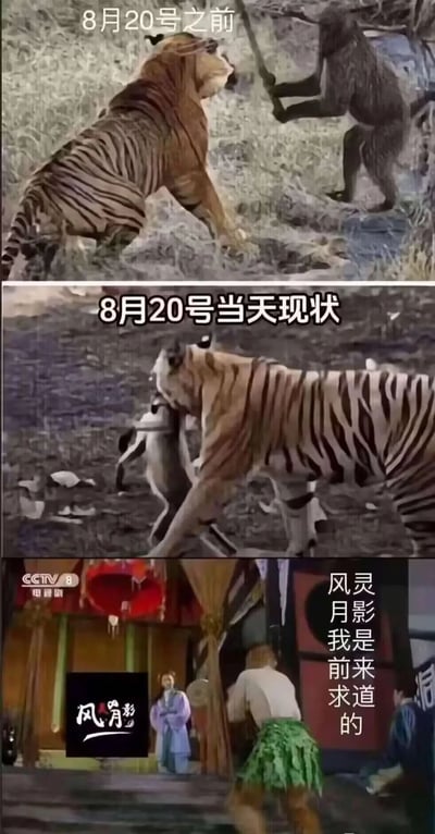 这是一张三格对比梗图，通过动物互动和电视剧画面幽默展现8月20日前后的状态变化。第一格'8月20号之前'中老虎与猴子处于对峙状态；第二格'8月20号当天现状'中老虎开始攻击猴子；第三格为电视剧《风影》截图，一名身着古装的男子作揖说道'风灵月影我是前来求道的'。图中'风灵月影'是知名游戏修改器名称，这里用'求道'幽默表达玩家寻求修改器帮助的心态。