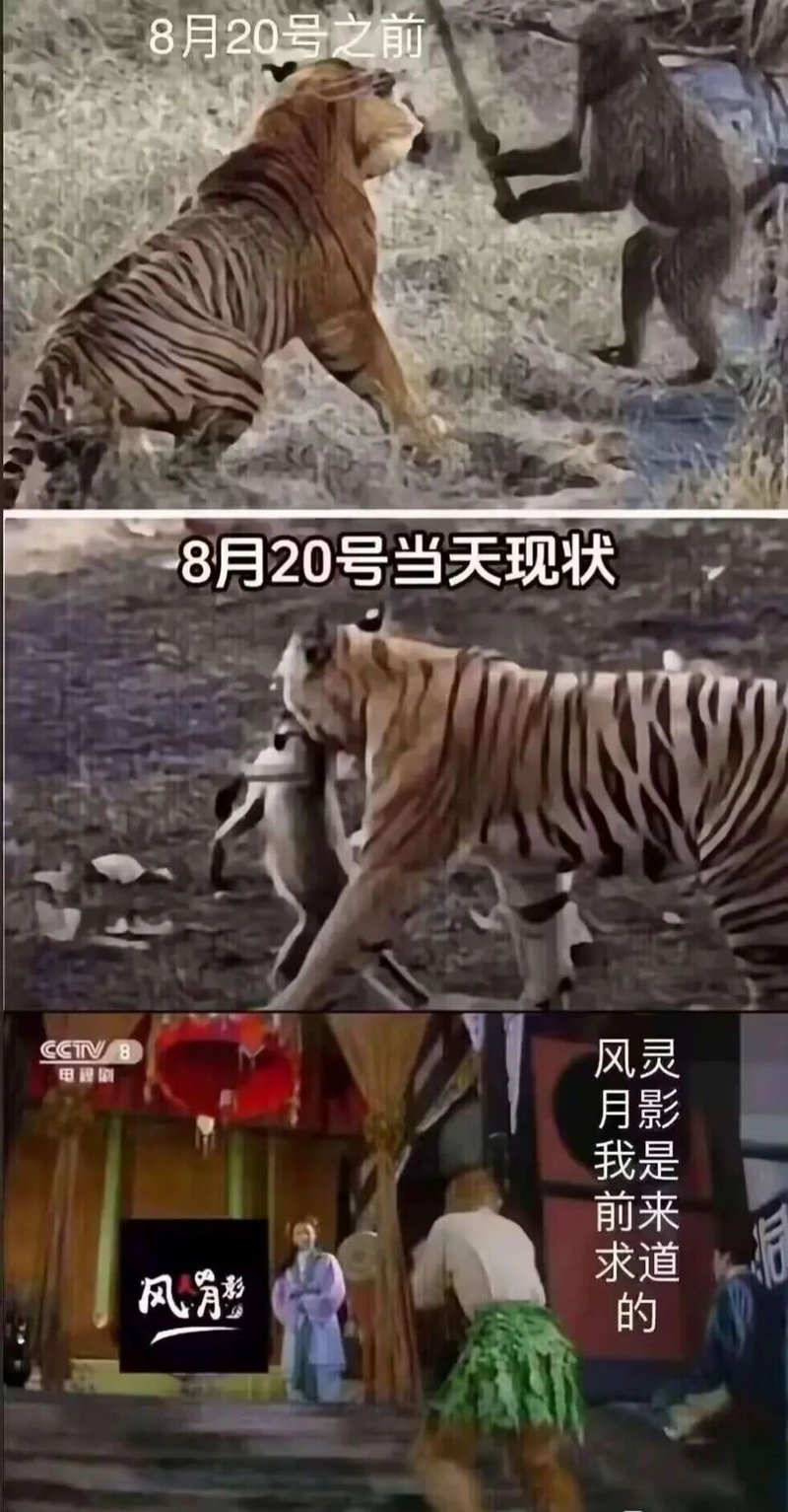 老虎