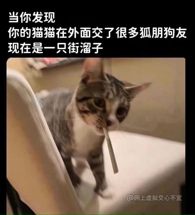 这张图是一只叼着疑似香烟的猫，配上调侃式的文案：“当你发现你的猫猫在外面交了很多狐朋狗友，现在是一只街溜子”，用来形容自家原本乖巧的猫变成了“社会猫”、开始“混社会”了。画面幽默搞笑，把猫咪拟人化成像是街头混混的形象。文案里“街溜子”就是对社会流氓、游手好闲人物的调侃称呼。整体有拟人和反差萌、恶搞成分，没有政治暗示，但包含了网络用语和轻微的谐音梗氛围。