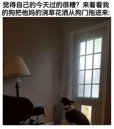 图片上方配有文字“觉得自己的今天过的很糟？来看看我的狗把他妈的浇草花洒从狗门拖进来:”，下方是一张室内照片。照片中，一只黑白相间的狗（疑似边牧）正从带有狗门的门后探出头，抬头望向房间内，狗门处隐约可见被拖入的物品痕迹。房间内有一盏落地灯、一张沙发和一个小边桌，光线从门上的玻璃窗透入，营造出日常居家氛围。整体内容通过宠物的调皮行为传递出轻松治愈的感觉，意在安慰那些觉得当天过得不顺的人。