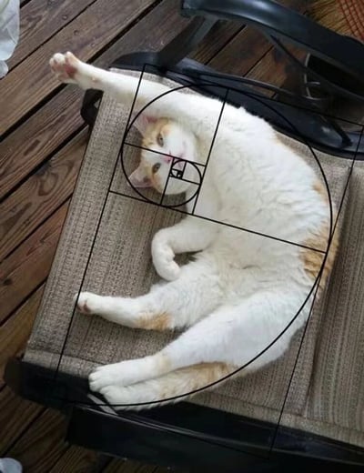 一只橘白相间的猫咪正以极度放松的姿势蜷缩在椅子上，身体自然形成的曲线与叠加在画面上的斐波那契螺旋线（黄金比例分割图）完美重合，展现出一种奇妙的「大自然的数学美学」。猫咪的头部位于螺旋中心，躯干和四肢沿着螺旋轨迹舒展，仿佛经过精密计算般契合数学规律，带来既可爱又充满科学趣味的视觉效果。