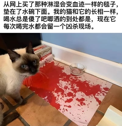 图片上方配有文字描述，讲述主人网购了淋湿会变血迹模样的毯子，垫在猫咪水碗下。由于猫咪喝水时总是洒得到处都是，导致毯子被水浸湿后呈现出大片红色污渍，宛如凶杀现场。图片下方是一只暹罗猫站在带有红色血迹状水渍的垫子旁，垫子上放着一个水碗，猫咪表情无辜，整体场景幽默有趣。