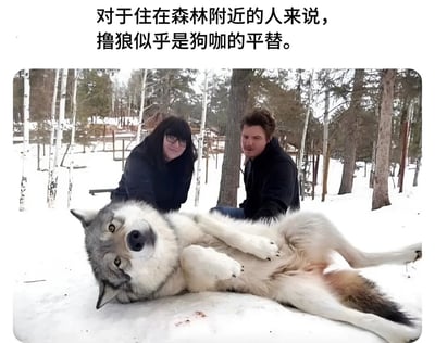 图片展示了一只灰白相间的狼在雪地里仰卧露出腹部，姿态放松，似乎在享受被抚摸。狼的后方有一男一女两位真人，他们穿着深色外套，半蹲在雪地上，背景是覆盖着积雪的森林和树木。图片上方配有文字：“对于住在森林附近的人来说，撸狼似乎是狗咖的平替。” 整体场景通过幽默的文字将与狼互动比作“狗咖平替”，营造出轻松搞笑的氛围。
