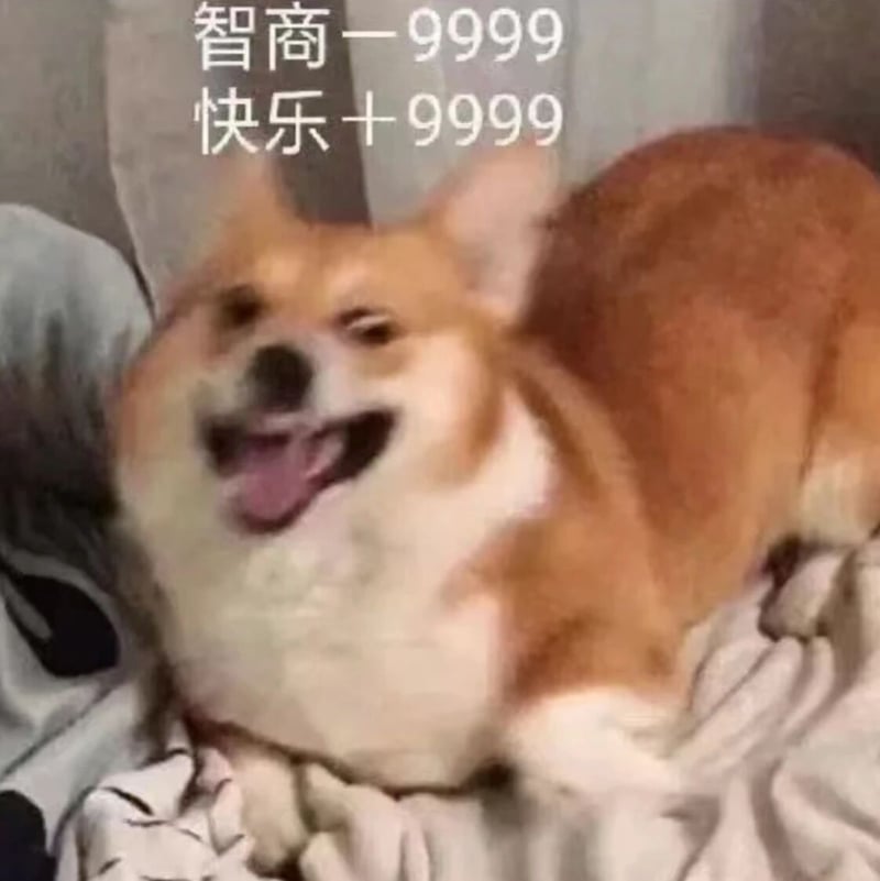柯基犬