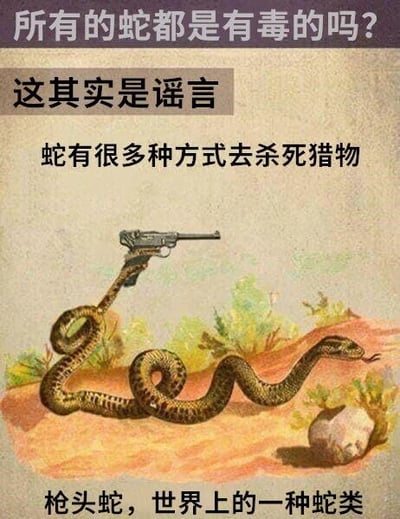 图片通过幽默P图手法，将一条蛇的头部替换成左轮手枪，配合文字内容制造搞笑效果。上方文字提出“所有的蛇都是有毒的吗？”的疑问，随后用“这其实是谣言”否定，接着称“蛇有很多种方式去杀死猎物”，最后点明“枪头蛇，世界上的一种蛇类”。通过荒诞的“枪头蛇”形象，以夸张方式曲解“杀死猎物的方式”，形成黑色幽默。