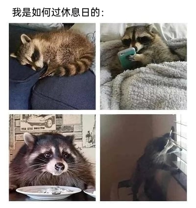 这是一张四格拼接的静态图，以拟人化的方式用四只浣熊的状态还原当代人休息日的典型日常：第一格中浣熊蜷缩在沙发上睡觉，对应休息日补觉的状态；第二格浣熊裹在毛绒毯里拿着手机，还原躺着刷手机的日常；第三格浣熊盯着面前的盘子，呈现出专注干饭的模样；第四格浣熊扒着窗户向外张望，表现出休息日发呆放空的时刻，精准戳中很多人休息日慵懒、随性的生活状态，引发共鸣。