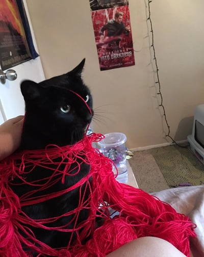 一只黑猫被红色毛线缠绕，表情困惑地看向一侧。一只手正托着猫的头部。背景中可以看到《星际迷航：暗黑无界》的电影海报、墙上的串灯、白色的门和房间内的其他物品。这张照片捕捉了猫咪与毛线玩耍后可能陷入的滑稽困境，展现了宠物与主人互动的温馨有趣瞬间。