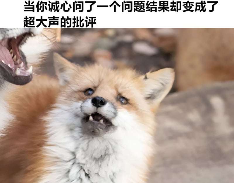 小狐狸