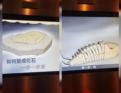 图片为左右对比的两格漫画式科普内容。左侧画面展示一块带有化石印记的岩石，下方配有文字“如何變成化石 — 一步一步來”，背景是简化的山脉图案；右侧画面则是一只类似三叶虫的古生物插画，下方标注“第一步：死”。整体通过直白幽默的方式，用“第一步：死”这种出人意料的简单步骤，调侃了化石形成过程的前提条件，形成反差萌的搞笑效果。