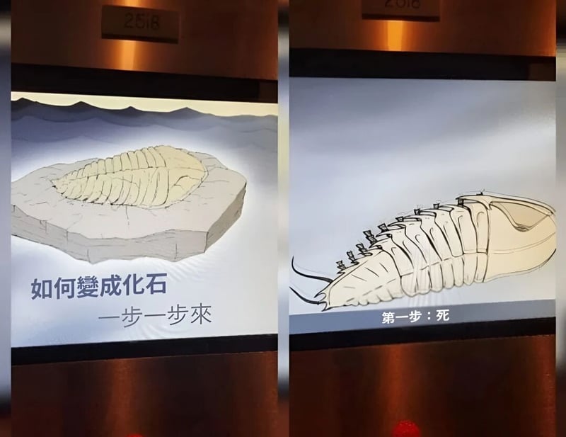 古生物复原图