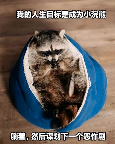 图片中一只小浣熊舒适地躺在蓝色带白边的窝里，四肢放松，眼神悠闲地望向前方。窝放置在木质地板上，整体场景温馨惬意。图片上方配有文字“我的人生目标是成为小浣熊”，下方文字为“躺着，然后谋划下一个恶作剧”，通过拟人化手法幽默展现了人们对悠闲生活的向往，同时结合小浣熊调皮的天性制造反差笑点。