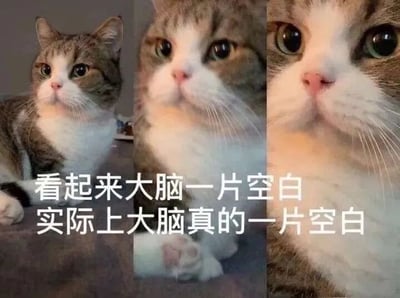 这是一张多图拼接的文字加注表情包，由三张网红猫mur猫的照片拼接而成，从左到右分别是猫咪的全身照、半身照、脸部特写，猫咪眼神呆滞，面部呈现出完全放空的状态。图中配文“看起来大脑一片空白 实际上大脑真的一片空白”，精准地形容了猫咪此刻的状态，也用来比喻人在发呆、毫无思绪、脑子空空的时刻，能够引发人们在日常放空时的共鸣，常被用于社交聊天中表达自己的放空状态。