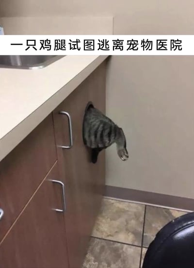 这是一张拍摄于宠物医院的趣味照片，场景是医院的诊疗台下方柜子，柜子的圆形洞口里钻出了一只虎斑猫的后半段身体，包括臀部和后腿，由于其形态与纹路和鸡腿高度相似，被配上了“一只鸡腿试图逃离宠物医院”的趣味文案，玩了视觉错觉的梗，将猫咪害怕就医、试图从洞口逃跑的行为调侃成“鸡腿逃跑”，充满了搞笑的反差感，生动表现出猫咪对看医生的抗拒。