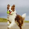边境牧羊犬