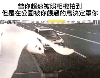 这是一张充满趣味的网络梗图，画面主体是道路超速摄像头拍摄的监控画面：前景处一只白色鸽子停在摄像头镜头前，身体和翅膀几乎完全挡住了摄像头的拍摄视野，后方的道路上有一辆正在行驶的汽车。图的上方配有繁体转简体后的文字“当你超速被照相机拍到 但是在公园被你喂过的鸟决定罩你”，左下角标注有“译：好色龙”的翻译说明。图片用拟人化的脑洞剧情，编造出车主曾经投喂过的鸽子前来报恩，帮车主挡住超速摄像头，避免其因超速被拍罚单的搞笑场景，将巧合出现的监控画面赋予了温情又荒诞的故事感，充满了无厘头的幽默感。