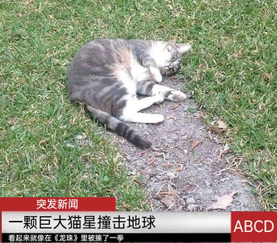 这是一张利用视觉错位制作的搞笑梗图，画面中一只灰白相间的猫咪侧躺在草地间的泥土小径上，其身形恰好和小径的凹陷区域重合，视觉上仿佛地面被砸出了一个猫咪形状的大坑。图片下方搭配模仿新闻播报的文字模板，顶部红色栏标注“突发新闻”，主标题为“一颗巨大猫星撞击地球”，下方小字补充“看起来就像在《龙珠》里被揍了一拳”，右下角还有“ABCD”的标识，通过将猫咪和撞击坑的视觉巧合结合新闻播报的严肃形式，营造出巨型猫咪撞击地球的荒诞搞笑效果。
