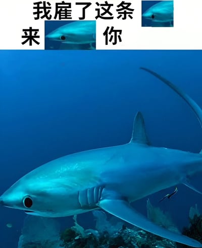 图片上半部分为黑色中文文字“我雇了这条来你”，文字中间穿插两张小型鲨鱼头部特写图片；下半部分是一张大型水下场景照片，展示了一条蓝色鲨鱼在蓝色海水中游动，背景有珊瑚等海洋生物。整体通过文字与鲨鱼图像的结合营造幽默效果。