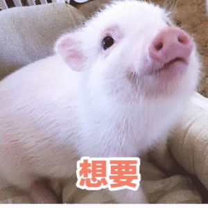 超萌小白猪渴望眼神求关注