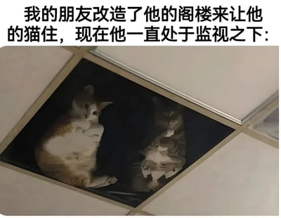 图片上方配有文字说明：'我的朋友改造了他的阁楼来让他的猫住，现在他一直处于监视之下：'。下方是实拍图，透过天花板的玻璃面板可以看到两只猫咪正趴在阁楼地板上，低头俯视下方，眼神专注，仿佛在严密监视楼下的一举一动，画面充满反差萌和幽默感。