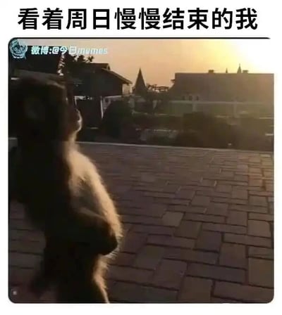 这是一张静态照片改图，画面主体是一只猴子背对着镜头，站立在铺有砖块的户外平台上，望向远处夕阳下的房屋建筑，整体氛围带着一丝落寞与惆怅。图的上方配有文字“看着周日慢慢结束的我”，用猴子的落寞姿态精准比喻了人们在周末即将结束、即将迎来工作日时的不舍与低落心情，能够引发广大打工人的强烈情绪共鸣。