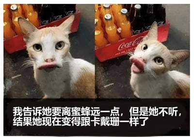 图片为左右对比的静态图，左侧是一只黄白相间的猫，面部因肿胀显得圆润，眼睛睁大，舌头微吐，背景是红色 Coca-Cola 饮料箱及橙色瓶装饮料；右侧为同一只猫，头部向右侧倾斜，舌头吐出更多，面部肿胀更明显，表情夸张。下方配有文字：“我告诉她要离蜜蜂远一点，但是她不听，结果她现在变得跟卡戴珊一样了”，通过猫咪被蜜蜂蛰后肿胀的脸部与卡戴珊家族标志性丰满脸庞进行幽默类比。