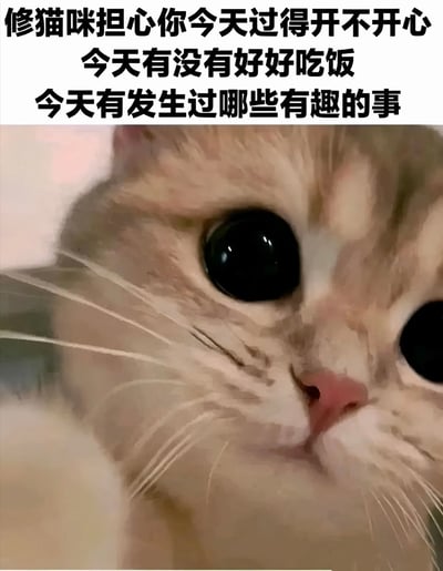 图片上方是三行黑色文字：'修猫咪担心你今天过得开不开心 今天有没有好好吃饭 今天有发生过哪些有趣的事'，下方是一只浅色猫咪的特写镜头，猫咪有着超大的黑色圆眼睛，正直勾勾地凝视着前方，表情看起来既天真又带着一丝关切。整体画面给人一种温馨治愈的感觉，通过猫咪的可爱形象和关心的文字，传递出对观看者日常状态的问候与关怀。
