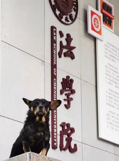 这张实拍图展示了一只黑棕相间的小狗蹲坐在成都大学法学院的标识墙前的石台上，小狗抬头望向前方，神态严肃沉稳，和身后的法学院标识搭配在一起，仿佛是法学院的“在读成员”，画面充满反差萌，十分有趣。图中无谐音梗或双关内容。