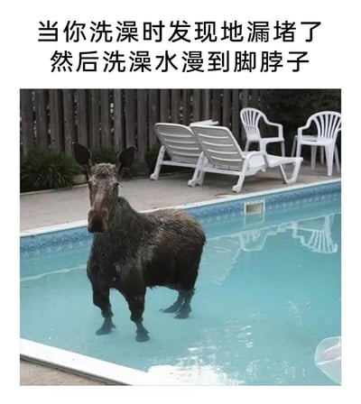 图片上方配有文字“当你洗澡时发现地漏堵了然后洗澡水漫到脚脖子”，下方是一张驼鹿站在游泳池中的照片。通过将洗澡时地漏堵塞导致水漫到脚脖子的窘境，与驼鹿站在泳池中的场景进行幽默类比，营造出夸张搞笑的效果。