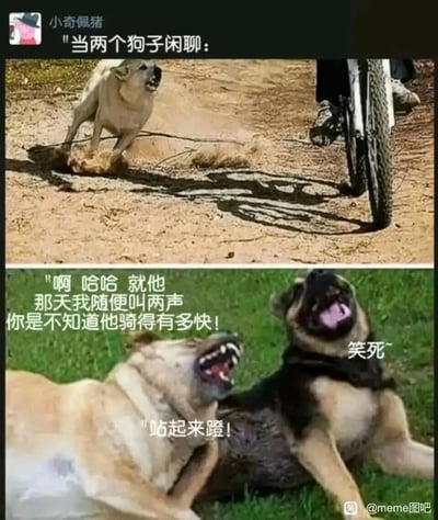 这是一张由两张照片拼接而成的搞笑meme图，上半部分呈现一只黄狗对着自行车愤怒狂叫的场景，配文引出“两个狗子闲聊”的主题；下半部分是这只黄狗与一只黑背躺在草地上大笑的画面，通过添加拟人化的对话文字，模拟两只狗子闲聊的内容：黄狗吐槽自己随便叫两声就把骑车的人吓得飞速骑车，黑背则在一旁大笑，还玩了“站起来蹬”的谐音梗（调侃骑车人拼命蹬车的样子），将日常里狗追骑车人的场景拟人化，用动物的视角制造出荒诞又搞笑的趣味效果，十分生动有趣。