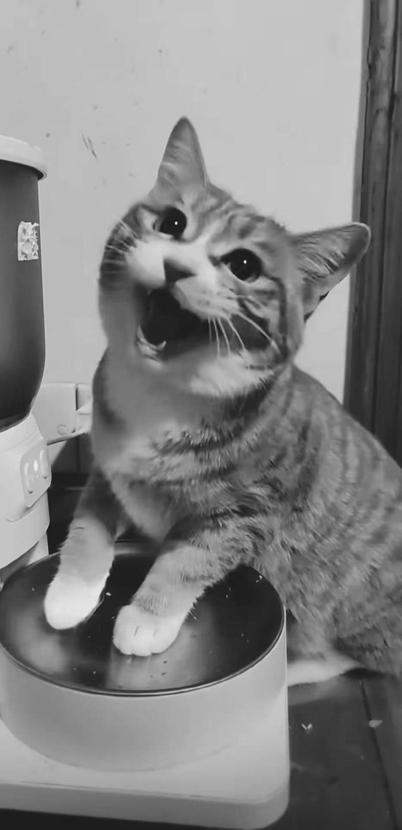 狸花猫咪