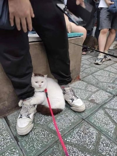 一张街头抓拍照片，展示了一只白色带棕色斑块的猫咪正用前爪紧紧抱住一名路人的白色运动鞋。猫咪表情淡定，身体蜷缩在路人的两脚之间，身上系着红色牵引绳。背景中可见其他行人和另一只猫，地面是带有花纹的瓷砖，整体场景充满生活气息和趣味性。猫咪抱住鞋子的动作显得十分可爱，仿佛舍不得让路人离开或对鞋子产生了浓厚兴趣。