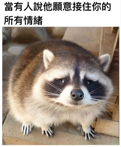 图片上方有文字“當有人說他願意接住你的所有情緒”，下方是一只表情怀疑的浣熊特写。通过浣熊怀疑的表情与文字内容形成幽默对比，暗示对他人承诺能接纳所有情绪的不信任感。