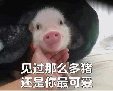 见过那么多猪还是你最可爱