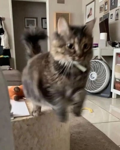 一只毛色为灰棕色的猫咪嘴里叼着一根疑似香烟的白色物体，正处于奔跑状态，表情严肃，眼神锐利。背景是一个家庭客厅，可见风扇、书桌、墙上的照片等家具陈设。猫咪的姿态和叼烟的动作形成了强烈的反差萌，看起来像一个匆忙赶路的“社会大哥”。